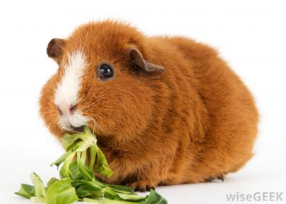 vegan-guinea-pig
